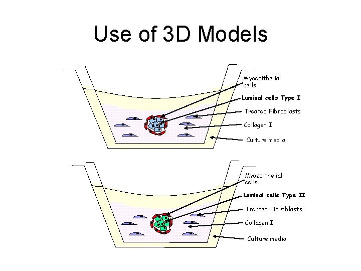 Use of 3 D Models Myoepithelial cells Luminal cells Type I Treated Fibroblasts Collagen