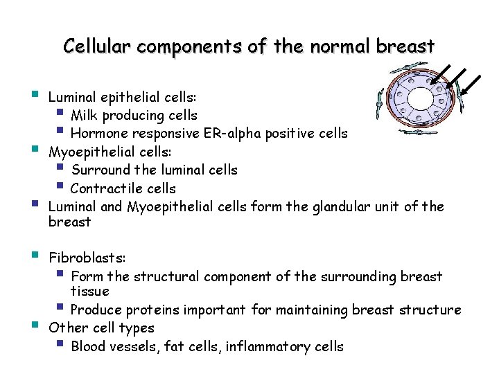 Cellular components of the normal breast § § § Luminal epithelial cells: § Milk