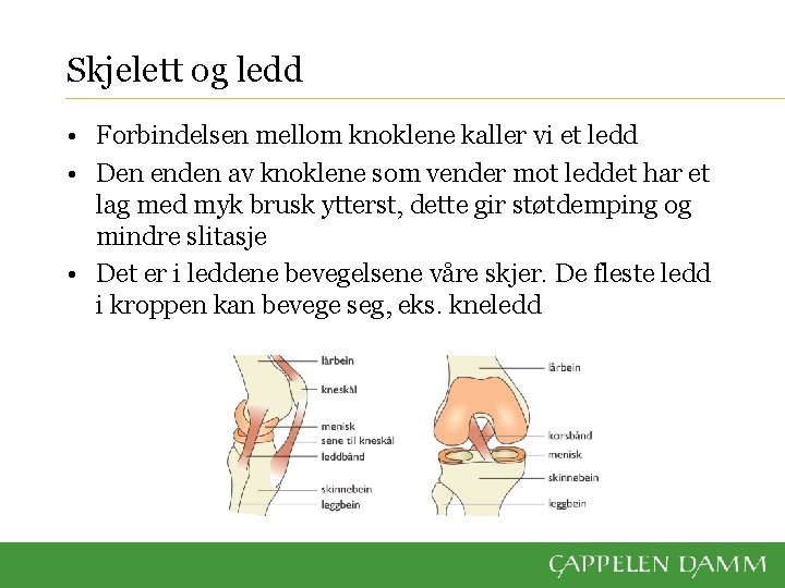 Skjelett og ledd • Forbindelsen mellom knoklene kaller vi et ledd • Den enden