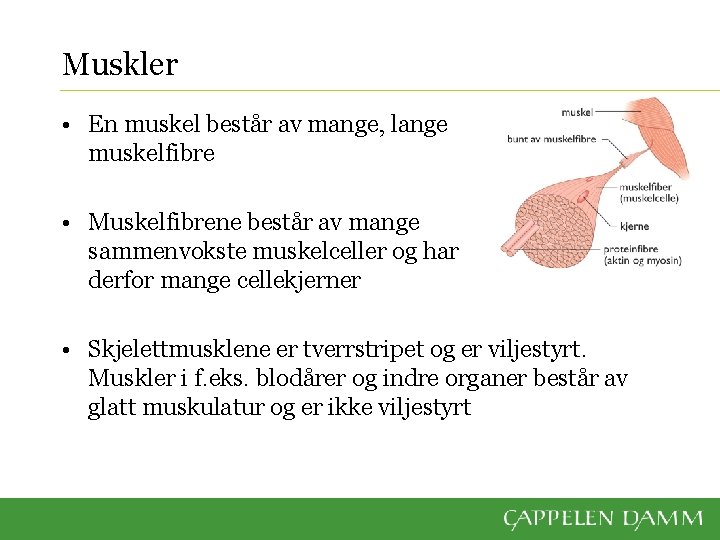 Muskler • En muskel består av mange, lange muskelfibre • Muskelfibrene består av mange