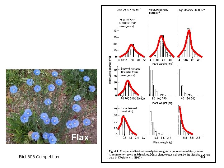 Flax Biol 303 Competition 10 