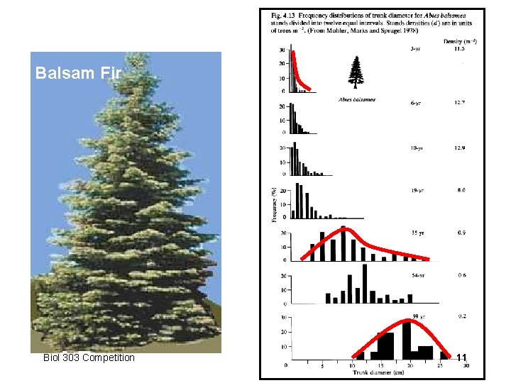 Balsam Fir Biol 303 Competition 11 