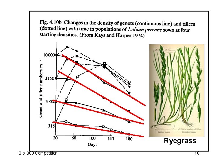 Ryegrass Biol 303 Competition 16 