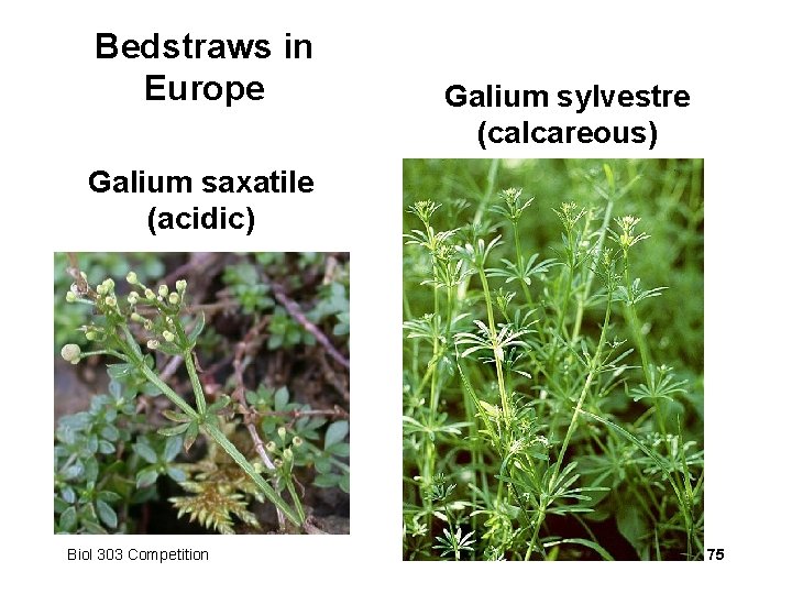 Bedstraws in Europe Galium sylvestre (calcareous) Galium saxatile (acidic) Biol 303 Competition 75 