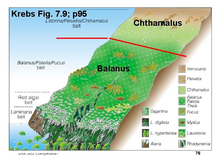 Krebs Fig. 7. 9; p 95 Chthamalus Balanus Biol 303 Competition 76 