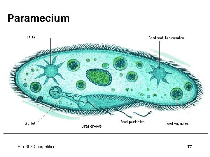 Paramecium Biol 303 Competition 77 