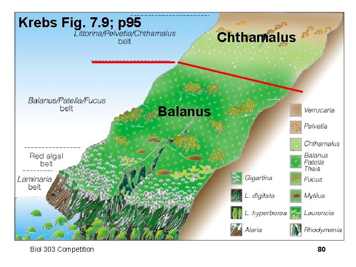 Krebs Fig. 7. 9; p 95 Chthamalus Balanus Biol 303 Competition 80 