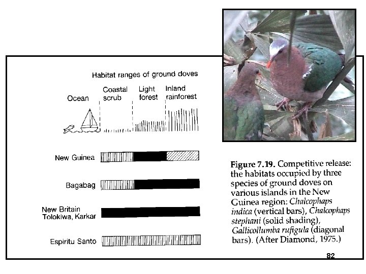 Biol 303 Competition 82 