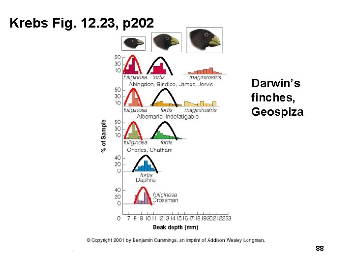 Krebs Fig. 12. 23, p 202 Darwin’s finches, Geospiza Biol 303 Competition 88 