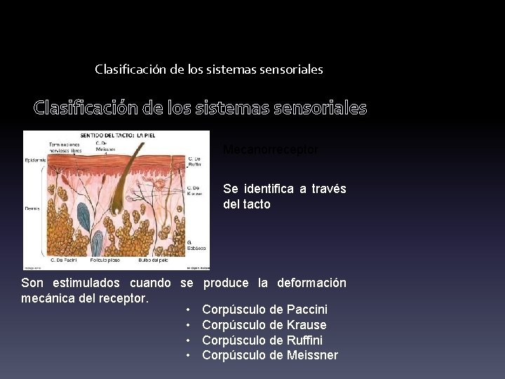 Clasificación de los sistemas sensoriales Mecanorreceptor Se identifica a través del tacto Son estimulados