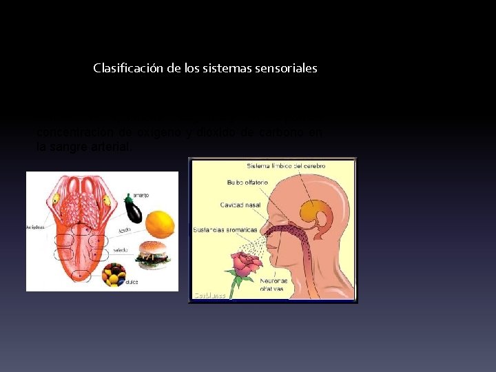 Clasificación de los sistemas sensoriales Quimiorreceptores: Son estimulados por sensaciones químicas de gusto y