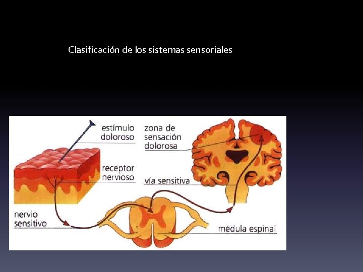 Clasificación de los sistemas sensoriales Nociceptor: Estimulado por el daño producido en los tejidos,