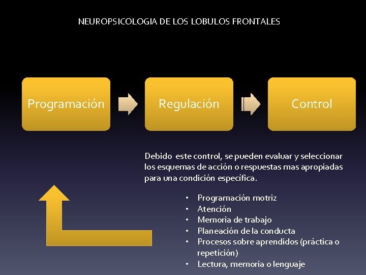 NEUROPSICOLOGIA DE LOS LOBULOS FRONTALES Programación Regulación Control Debido este control, se pueden evaluar