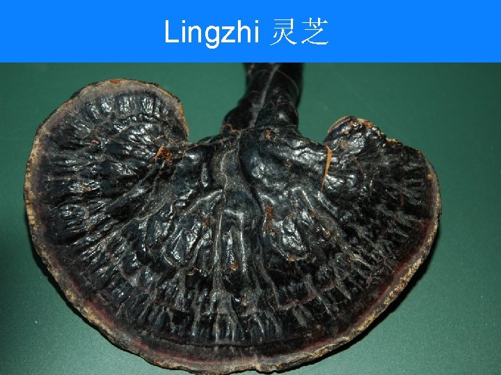 Lingzhi 灵芝 