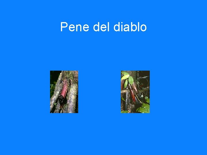 Pene del diablo 