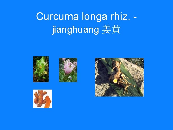 Curcuma longa rhiz. jianghuang 姜黄 