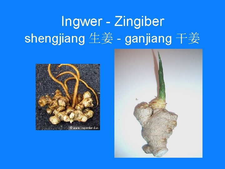 Ingwer - Zingiber shengjiang 生姜 - ganjiang 干姜 