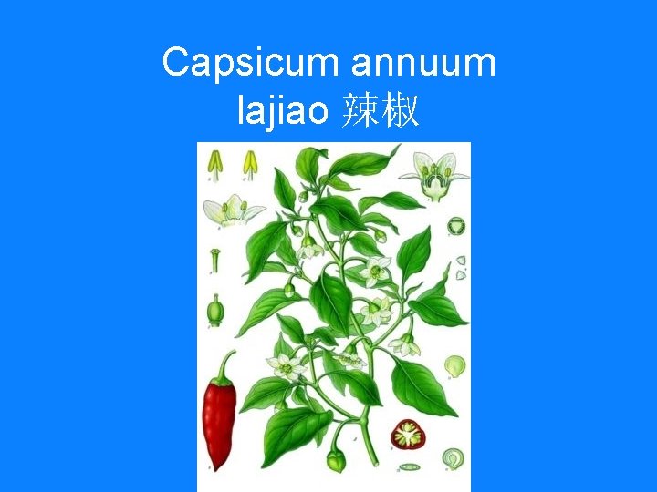 Capsicum annuum lajiao 辣椒 