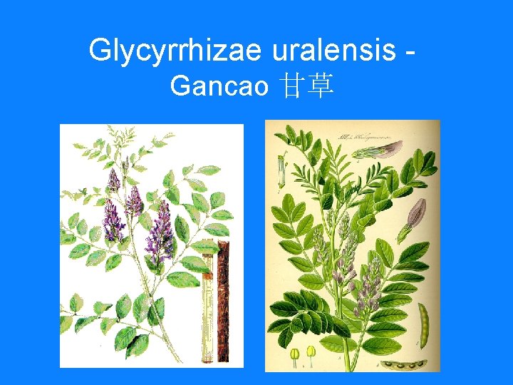 Glycyrrhizae uralensis Gancao 甘草 