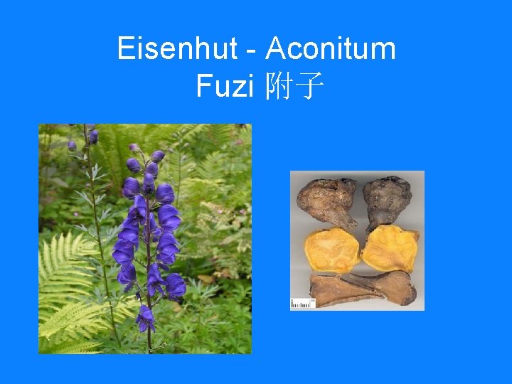 Eisenhut - Aconitum Fuzi 附子 