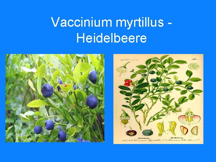 Vaccinium myrtillus Heidelbeere 