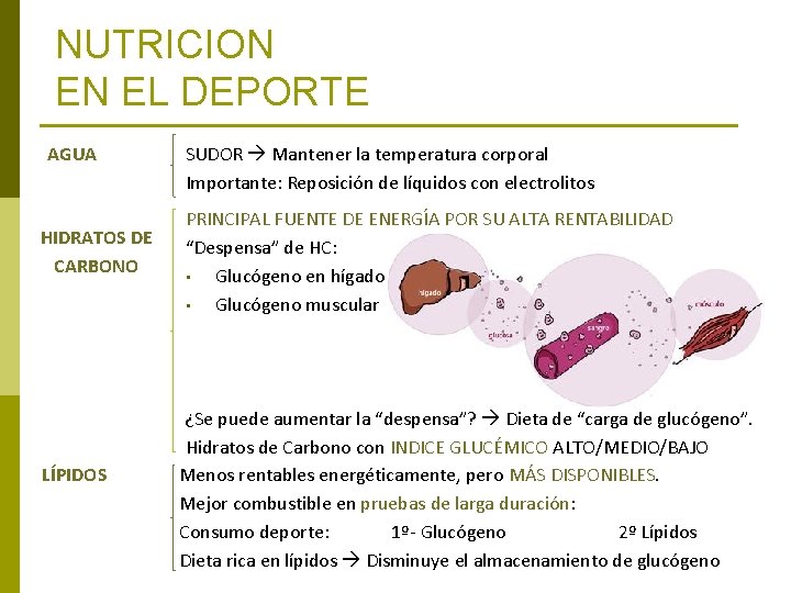 NUTRICION EN EL DEPORTE AGUA HIDRATOS DE CARBONO LÍPIDOS SUDOR Mantener la temperatura corporal