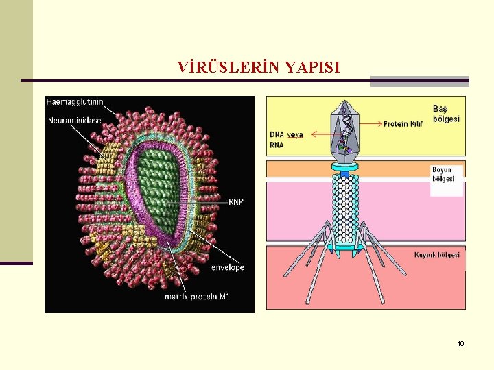 VİRÜSLERİN YAPISI 10 