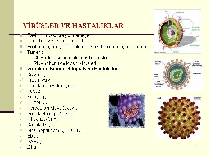 VİRÜSLER VE HASTALIKLAR n n n ü ü ü ü Basit mikroskopta görülemeyen, Canlı