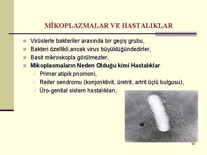 MİKOPLAZMALAR VE HASTALIKLAR n Virüslerle bakteriler arasında bir geçiş grubu, n Bakteri özellikli, ancak