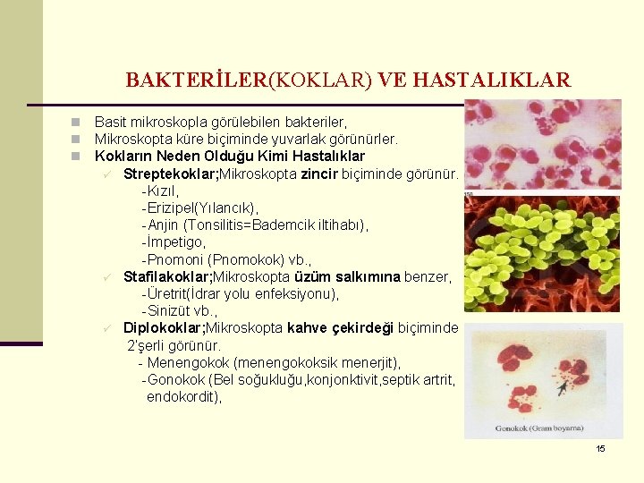 BAKTERİLER(KOKLAR) VE HASTALIKLAR n n n Basit mikroskopla görülebilen bakteriler, Mikroskopta küre biçiminde yuvarlak