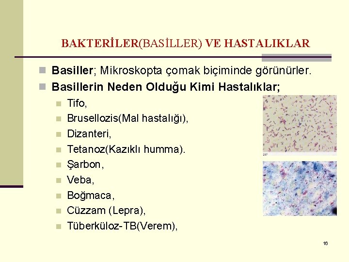 BAKTERİLER(BASİLLER) VE HASTALIKLAR n Basiller; Mikroskopta çomak biçiminde görünürler. n Basillerin Neden Olduğu Kimi