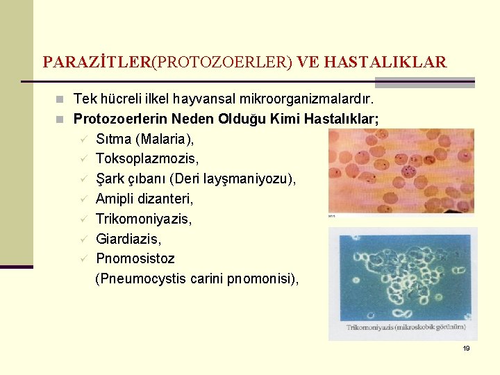 PARAZİTLER(PROTOZOERLER) VE HASTALIKLAR n Tek hücreli ilkel hayvansal mikroorganizmalardır. n Protozoerlerin Neden Olduğu Kimi