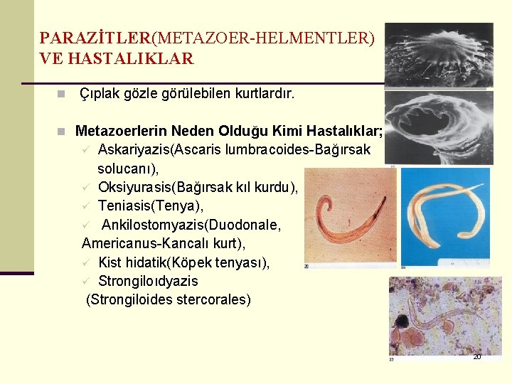 PARAZİTLER(METAZOER-HELMENTLER) VE HASTALIKLAR n Çıplak gözle görülebilen kurtlardır. n Metazoerlerin Neden Olduğu Kimi Hastalıklar;