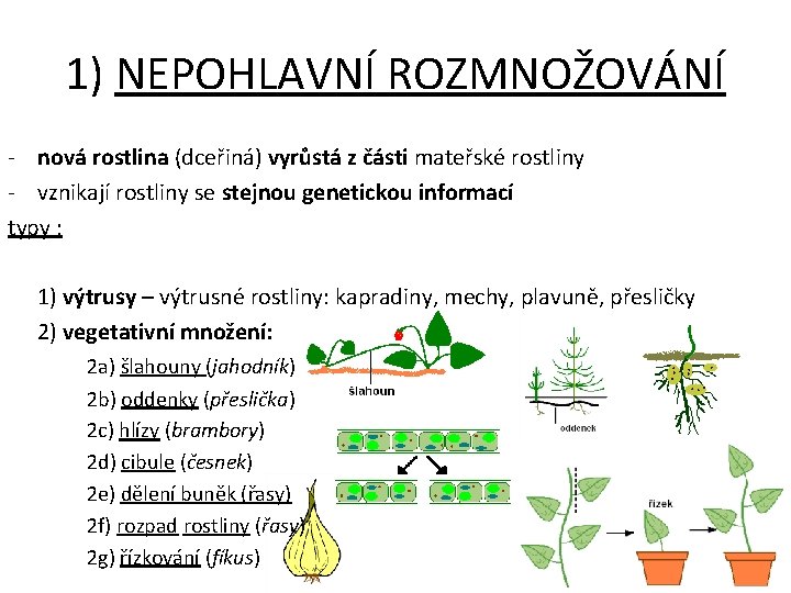 1) NEPOHLAVNÍ ROZMNOŽOVÁNÍ - nová rostlina (dceřiná) vyrůstá z části mateřské rostliny - vznikají