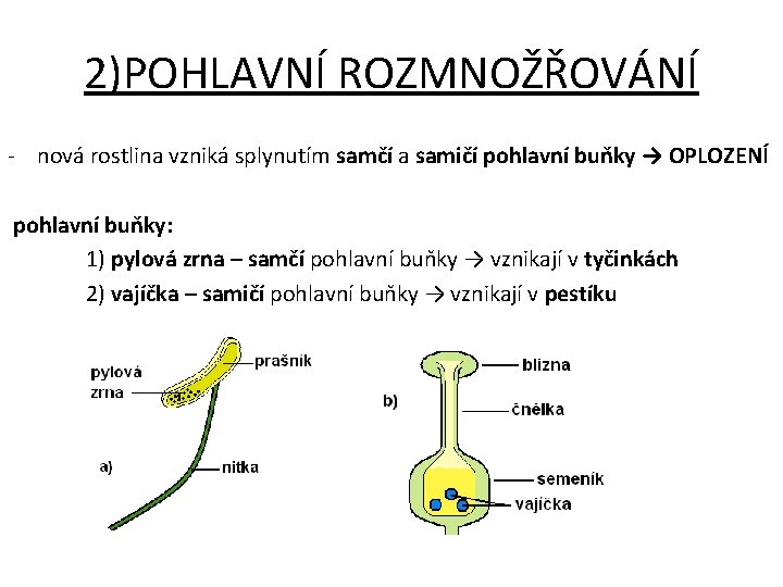 2)POHLAVNÍ ROZMNOŽŘOVÁNÍ - nová rostlina vzniká splynutím samčí a samičí pohlavní buňky → OPLOZENÍ