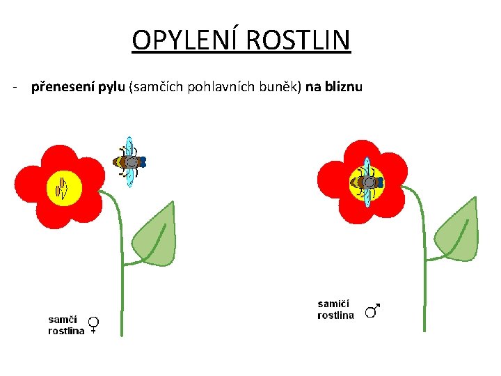 OPYLENÍ ROSTLIN - přenesení pylu (samčích pohlavních buněk) na bliznu 