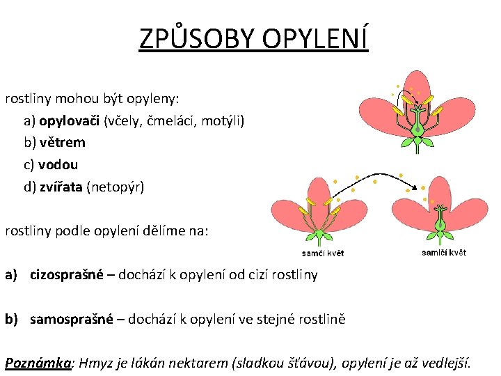 ZPŮSOBY OPYLENÍ rostliny mohou být opyleny: a) opylovači (včely, čmeláci, motýli) b) větrem c)