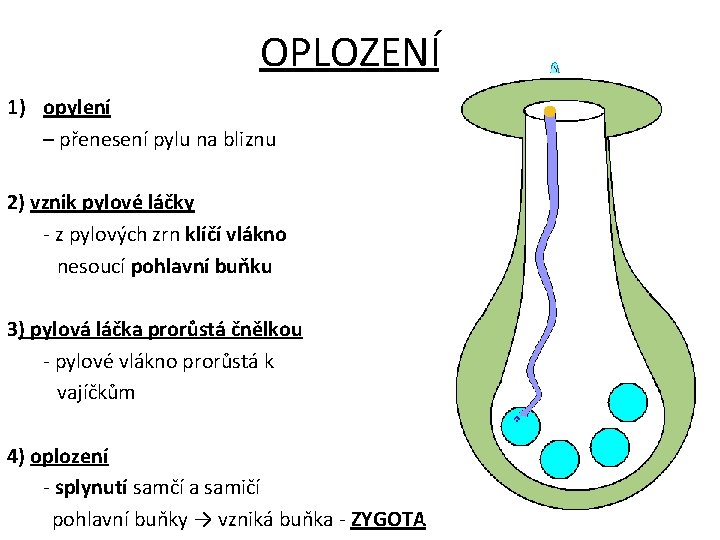 OPLOZENÍ 1) opylení – přenesení pylu na bliznu 2) vznik pylové láčky - z