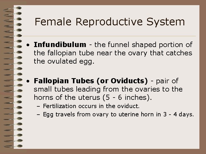 Female Reproductive System • Infundibulum - the funnel shaped portion of the fallopian tube