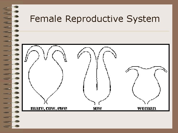 Female Reproductive System 