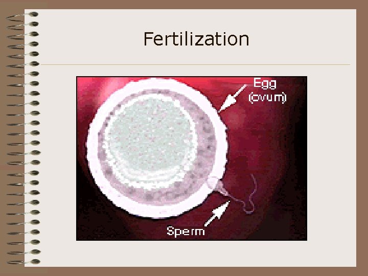 Fertilization 