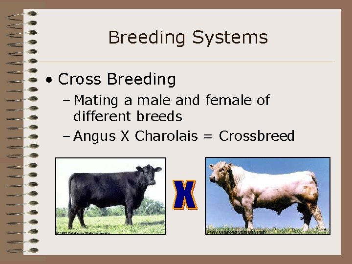 Breeding Systems • Cross Breeding – Mating a male and female of different breeds