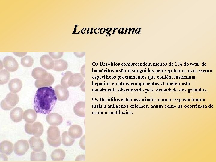 Leucograma Os Basófilos compreendem menos de 1% do total de leucócitos, e são distinguidos