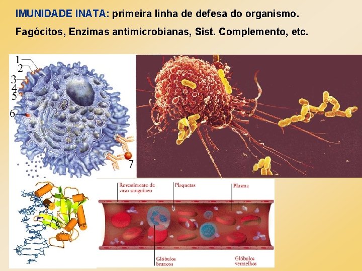 IMUNIDADE INATA: primeira linha de defesa do organismo. Fagócitos, Enzimas antimicrobianas, Sist. Complemento, etc.