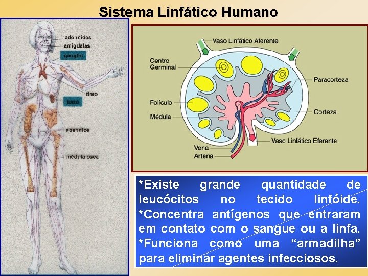 Sistema Linfático Humano *Existe grande quantidade de leucócitos no tecido linfóide. *Concentra antígenos que