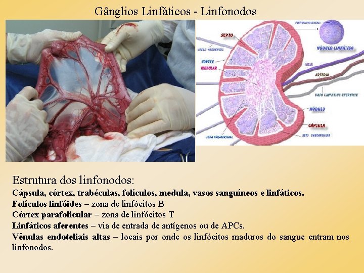 Gânglios Linfáticos - Linfonodos Estrutura dos linfonodos: Cápsula, córtex, trabéculas, folículos, medula, vasos sanguíneos