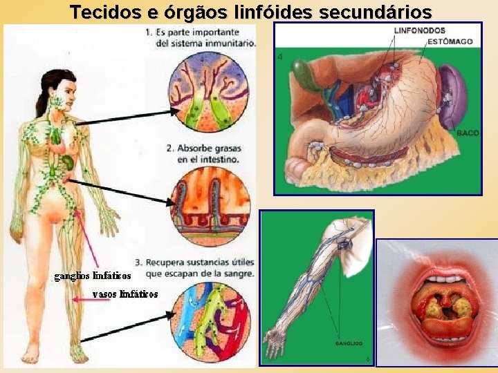 Tecidos e órgãos linfóides secundários 