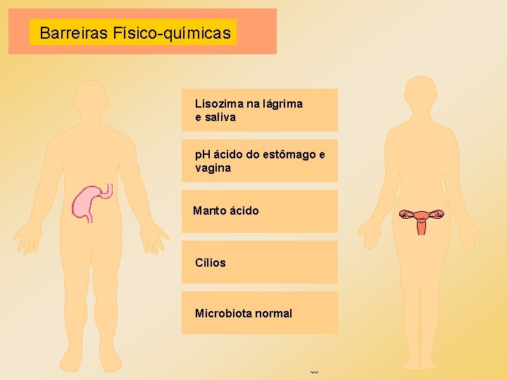 Barreiras Físico-químicas Lisozima na lágrima e saliva p. H ácido do estômago e vagina