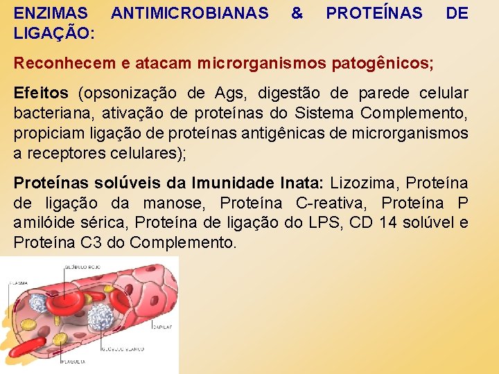 ENZIMAS ANTIMICROBIANAS LIGAÇÃO: & PROTEÍNAS DE Reconhecem e atacam microrganismos patogênicos; Efeitos (opsonização de