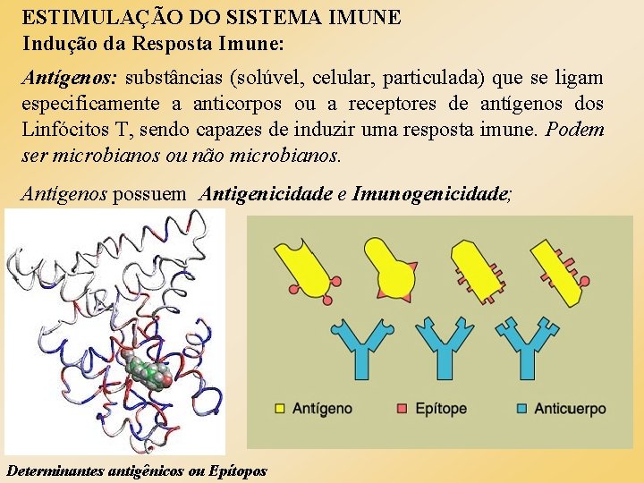 ESTIMULAÇÃO DO SISTEMA IMUNE Indução da Resposta Imune: Antígenos: substâncias (solúvel, celular, particulada) que
